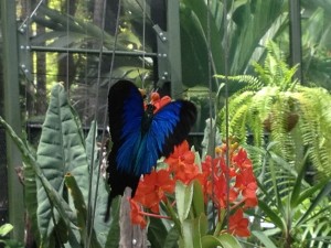 Amazing butterfly in Cairns Botanic Gardens