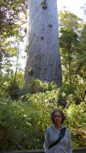 Big old tree