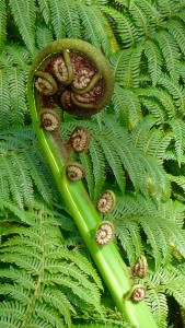 Crazy giant fiddleheads