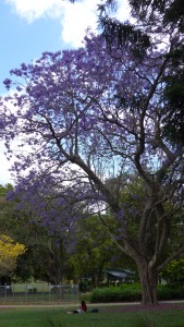 Jacaranda tree