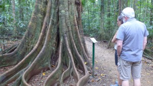 Strangler fig tree with buttress roots