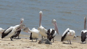 Australian Pelicans, Cairns