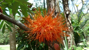 Crazy beautiful flower at Cairns Botanic Gardens