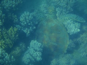 Turtle in GBR