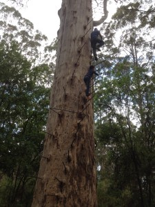 Gary (top) climbing the 'big' tree near Pemberton