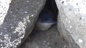 Little Blue Penguin, Melbourne