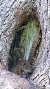 Possum in Fitzroy Park, Melbourne