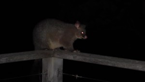 Possum on our deck, Swansea