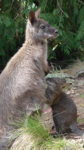 Wallaby and her joey, Launceston gorge