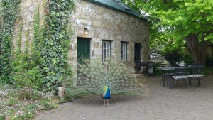 Showing off outside our historic B&B, Hobart