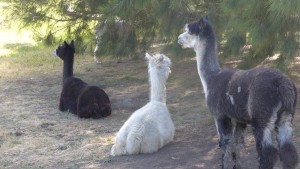 Alpacas on our B&B property, Hobart