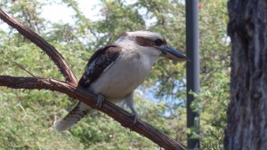 Kookaburra sits in an old gum tree