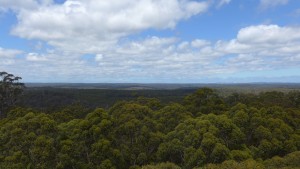 View from the top of big tree