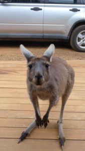 Front door visitor, Pemberton chalet