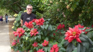 Poinsettias, Brisbane