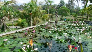 Lovely flower garden (along Capuhan Ridge Walk), Ubud