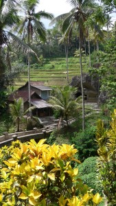 Rice Terraces at Gunung Kawi