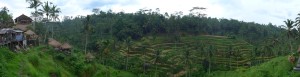 Rice Terraces, Tegallalang