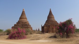 Bougainvillea at Bagan temples