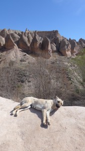 Dog with fairy chimneys