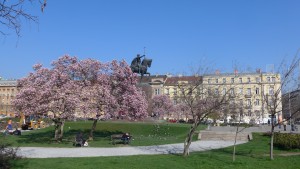 Magnolia trees across from train station